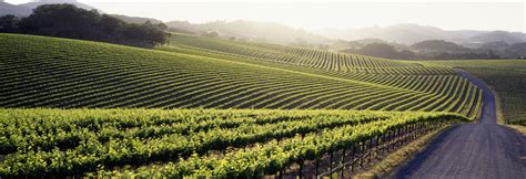 who are e&j gallo suppliers